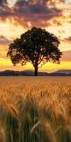 Golden sunset over wheat field photo