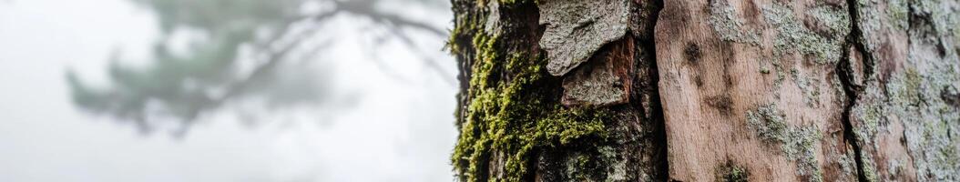 A close up of a tree trunk with moss growing on it photo