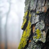 A close up of moss on a tree trunk photo