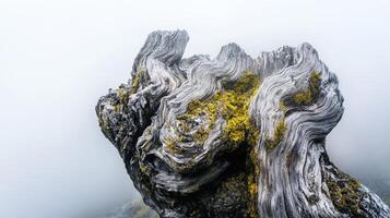 Twisted tree trunk in foggy setting photo