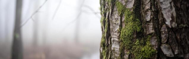 Close up of a tree trunk in fog photo