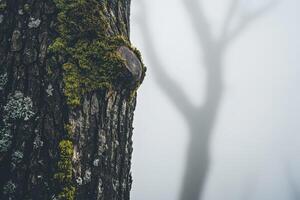 A tree trunk with moss growing on it in the fog photo