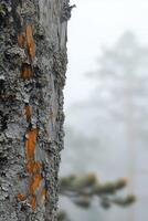 Close-up of a textured tree trunk photo