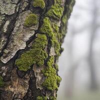 A close up of a tree with green moss on it photo