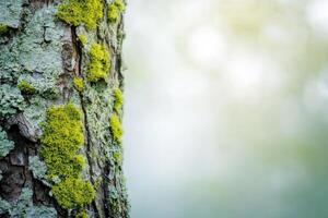 Unique tree trunk with moss detail photo