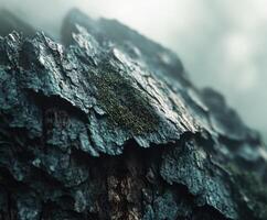 Textured surface of a tree trunk photo