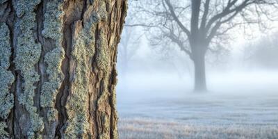 Frosty tree trunk in the morning photo