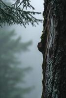 Misty forest tree trunk close-up photo