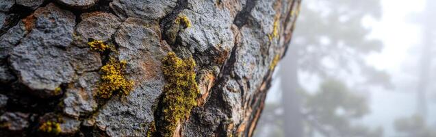 Close up view of textured tree trunk photo