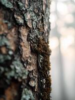 Mossy tree trunk in morning mist photo