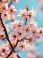 Blossoms bloom in spring sunshine photo