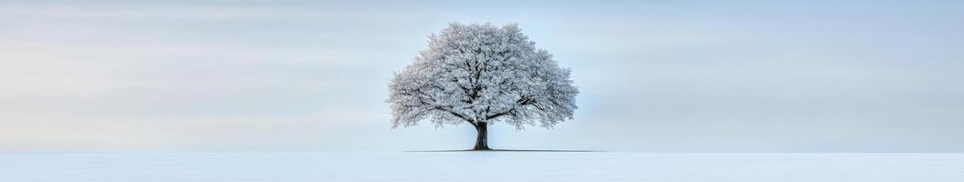 Winter tree in frosted landscape photo