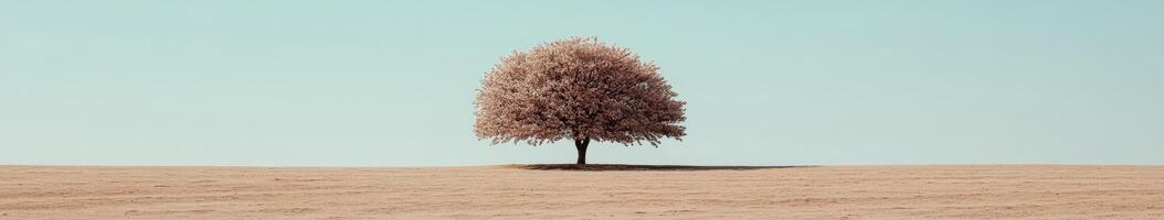 Single tree in barren landscape photo