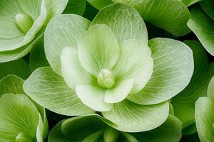 Delicate light green hydrangea flowers creating beautiful pattern photo