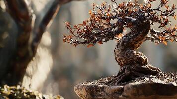 Intricate Bonsai Tree with Twisted Trunk and Delicate Leaves Bathed in Soft Natural Light photo