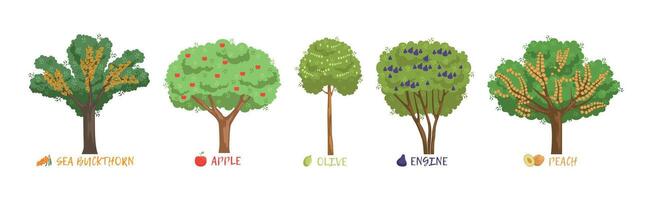 Different Fruit Trees Sorts with Names Set vector