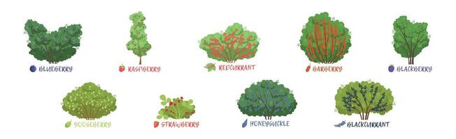 Different Fruit Shrub and Bush Sorts with Names Set vector