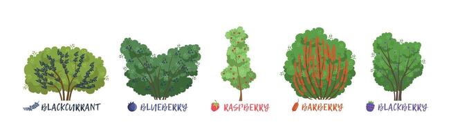 Different Fruit Shrub and Bush Sorts with Names Set vector