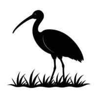 Elegant Ibis Standing in Wetland with a Long Curved Beak vector