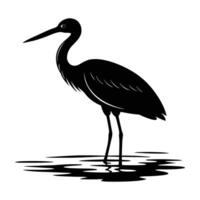 Stork in shallow water with long low beak displaying refined natural poise vector