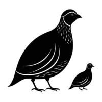 Quail standing upright with a small plump body and short tail vector