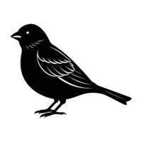 Sparrow standing with tail slightly raised for alert urban bird silhouette vector