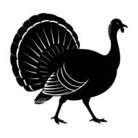 Elegant Turkey Strolling with a Gently Spread Tail in a Calm Outdoor Setting vector