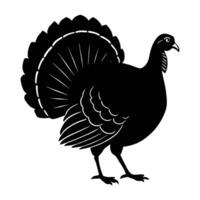 Turkey Walking with Tail Slightly Spread in a Natural Flowing Motion vector