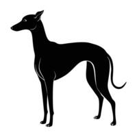 Elegant Italian Greyhound Standing Gracefully with a Lean, Toned Build vector