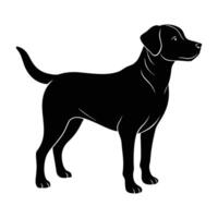 Friendly Labrador Retriever Standing Proudly with a Joyfully Wagging Tail vector