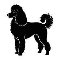 Poodle standing elegantly with curly fur showcased in a refined garden vector
