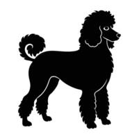 Poodle displaying an elegant stance with softly curled fur in sunlight vector