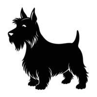 Scottish terrier standing alert with short coat and keen ears vector