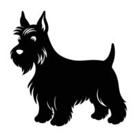 Scottish terrier confidently standing with alert ears and a neat coat vector