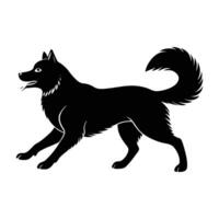 Vigorous Siberian Husky running with raised bushy tail in strong silhouette vector