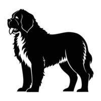 St Bernard standing with strong massive build showcasing powerful canine presence vector