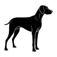 Weimaraner in a Sharp Silhouette, Standing Alert with a Lean Body vector