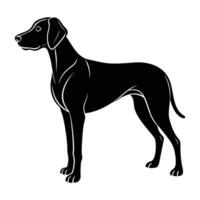 Weimaraner Standing Alert with a Lean Body in a Sharp Silhouette vector