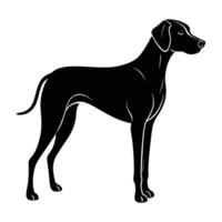 Weimaraner in a Sleek Silhouette, Standing Alert with Long, Graceful Legs vector