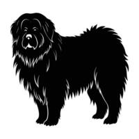 Tibetan Mastiff Standing Tall with Dense Mane Like Fur in a Proud Display vector