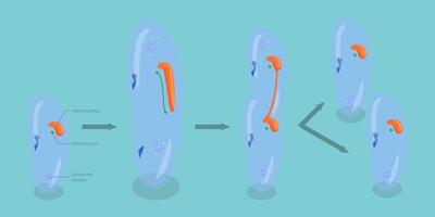 3D Isometric Flat Conceptual Illustration of Asexual Reproduction In Protozoa, Educational Schema vector