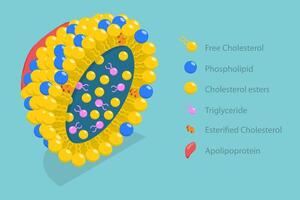 3D Isometric Flat Conceptual Illustration of Chylomicron Structure, Lipoproteins of the Blood, LDL and HDL vector