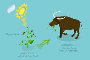 3D Isometric Flat Conceptual Illustration of Autotroph And Heterotroph, Biological Classification vector