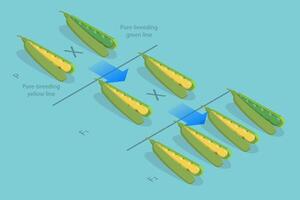 3D Isometric Flat Conceptual Illustration of Mendelian Inheritance, Pea Plants vector