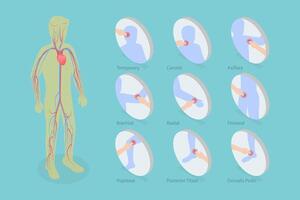 3D Isometric Flat Conceptual Illustration of Major Arteries And Pulse Points, Cardiovascular System vector