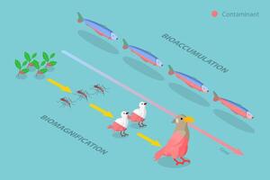 3D Isometric Flat Conceptual Illustration of Difference between Bioaccumulation and Biomagnification, Educational Diagram vector