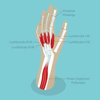 3D Isometric Flat Conceptual Illustration of Lumbricals Muscles, Anatomy of Muscular System vector
