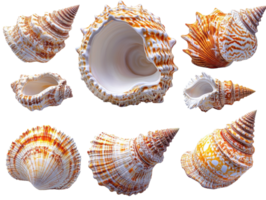 Collection of seashells in various shapes and colors, showcasing intricate patterns and textures png