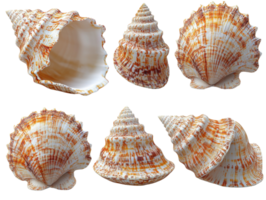 Beautiful seashells in various shapes and colors, showcasing intricate patterns and textures png