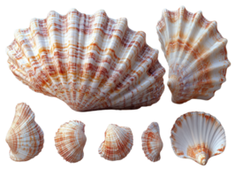 Beautiful collection of seashells in various sizes and shapes, showcasing intricate patterns and textures png